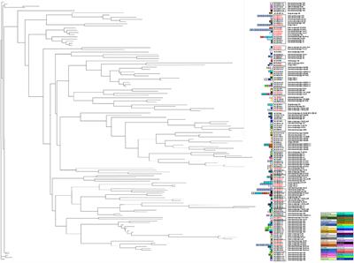 Prophage Diversity Across Salmonella and Verotoxin-Producing Escherichia coli in Agricultural Niches of British Columbia, Canada